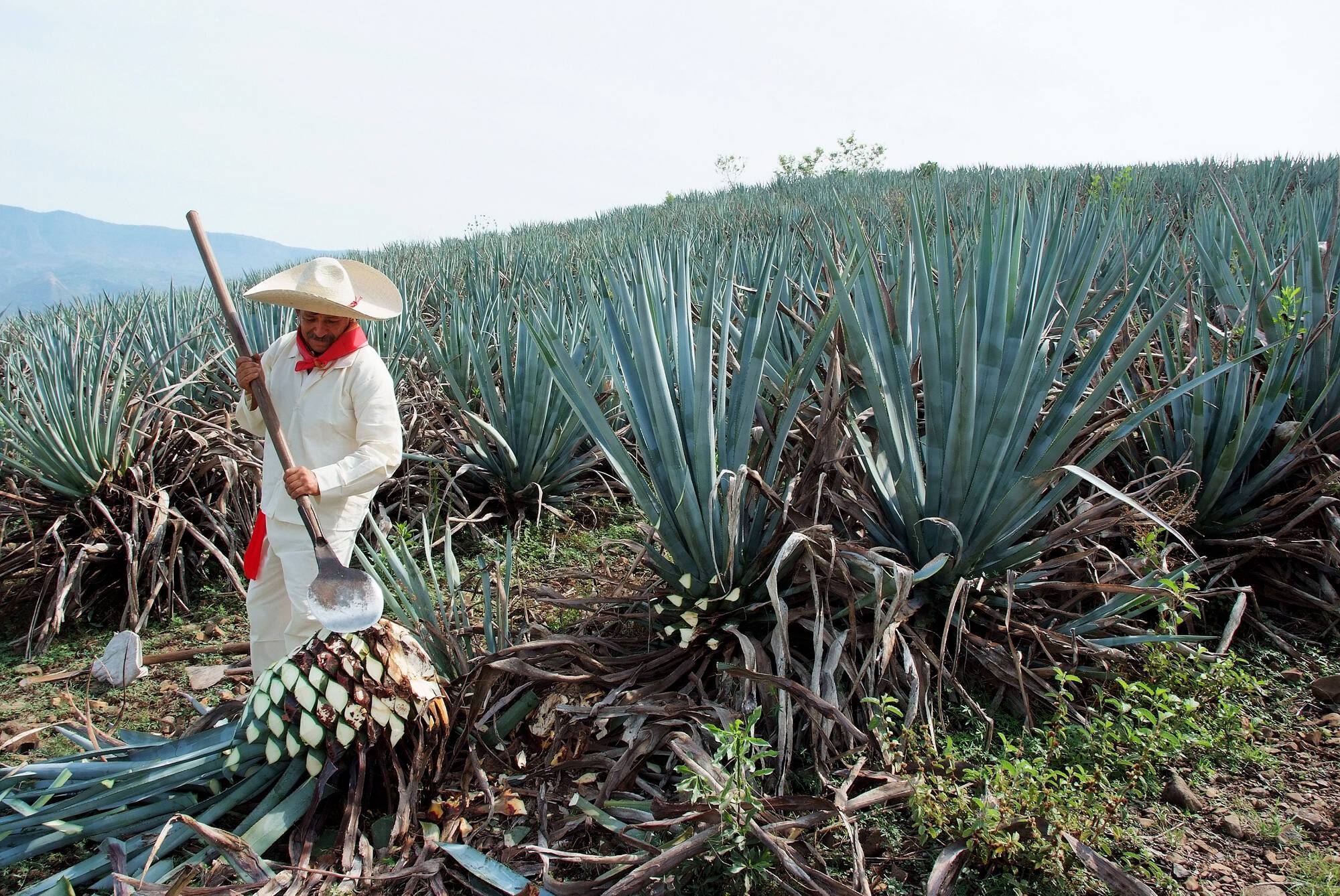 Perché dobbiamo volere bene al Mezcal